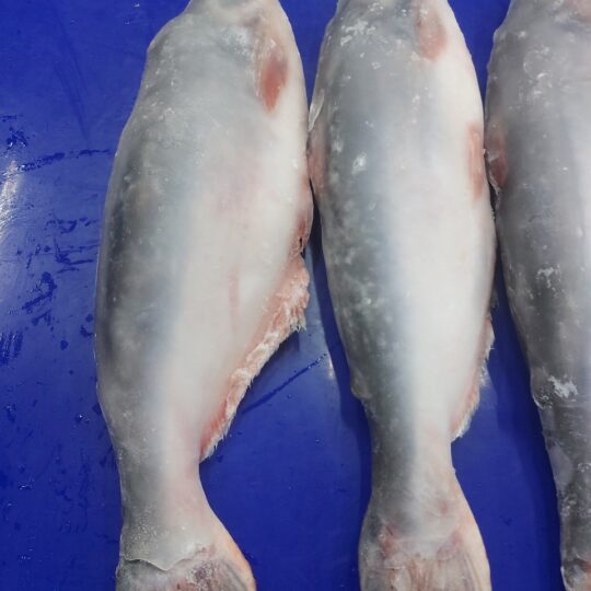 Frozen Whole clean Pangasius Fish