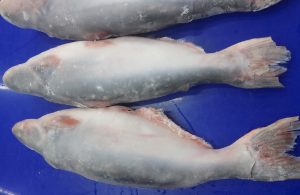 ca-basa-nguyen-con-cap-dong-vtf-cho-nha-may-che-bien