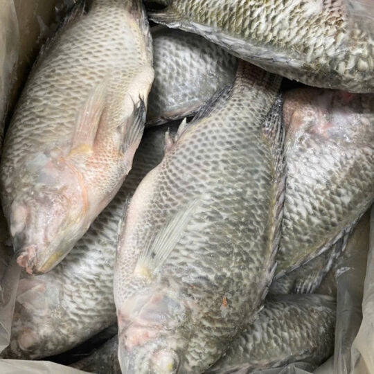 Frozen Whole clean Tilapia