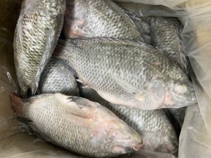 ca-ro-phi-nguyen-con-lam-sach-cap-dong-vtf