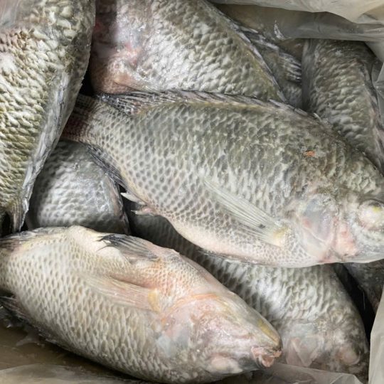 ca-ro-phi-nguyen-con-lam-sach-cap-dong-vtf