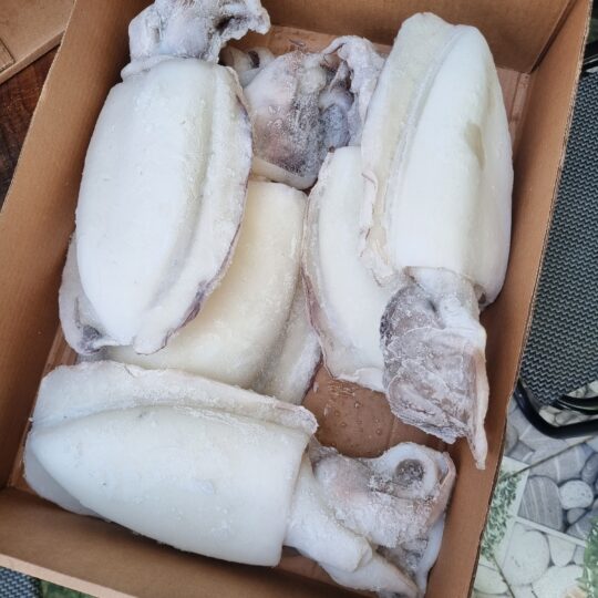 Frozen Whole clean Cuttle Fish