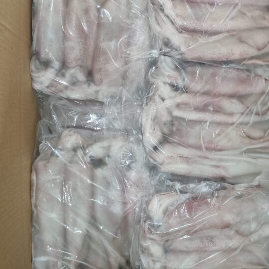 Frozen Raw Squid