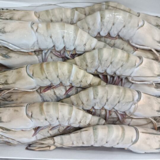 Semi-IQF Frozen HOSO BT. Shrimp