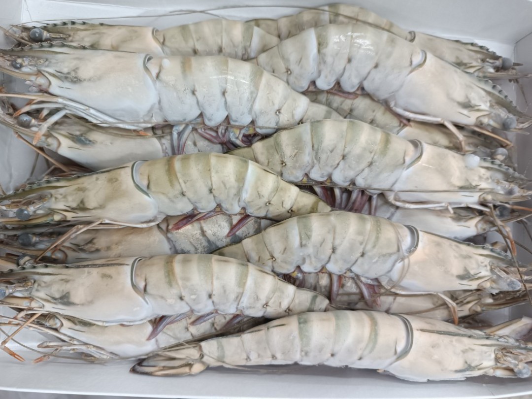 Semi-IQF Frozen HOSO BT. Shrimp