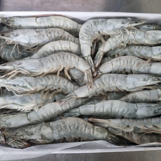 Semi-IQF Frozen HOSO Van. Shrimp