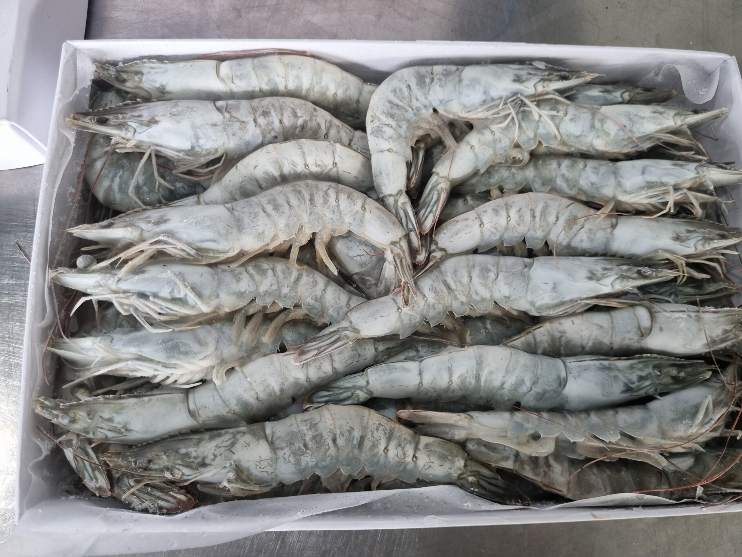 Semi-IQF Frozen HOSO Van. Shrimp
