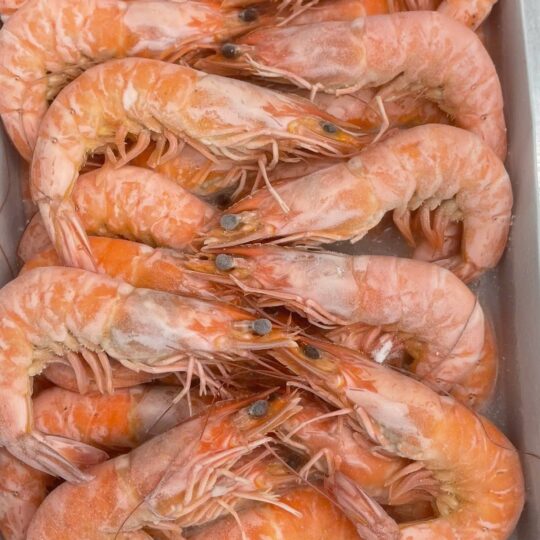 Semi-IQF Frozen cooked Hoso BT. Shrimp