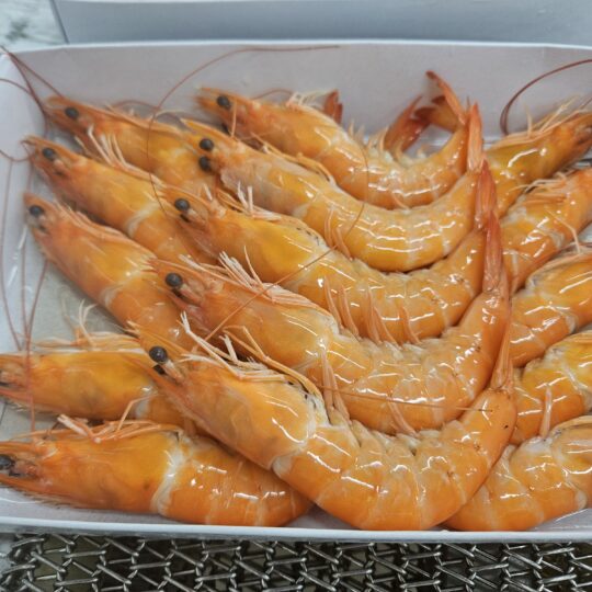 Semi-IQF Frozen cooked Hoso Van. Shrimp