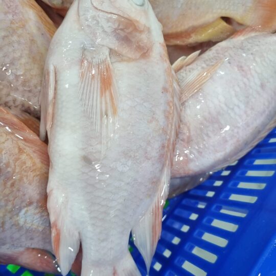 Red Tilapia