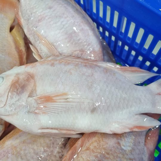 ca-dieu-hong-cao-cap-vtf