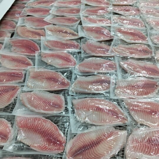 Frozen Tilapia Fillet