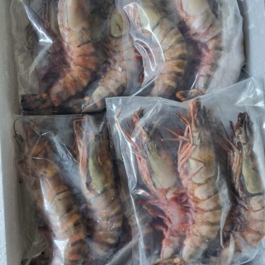 Frozen Giant BT. Prawn