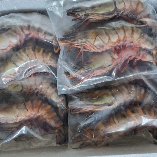 tom-su-bien-cap-dong-vtf-tieu-chuan-xuat-khau