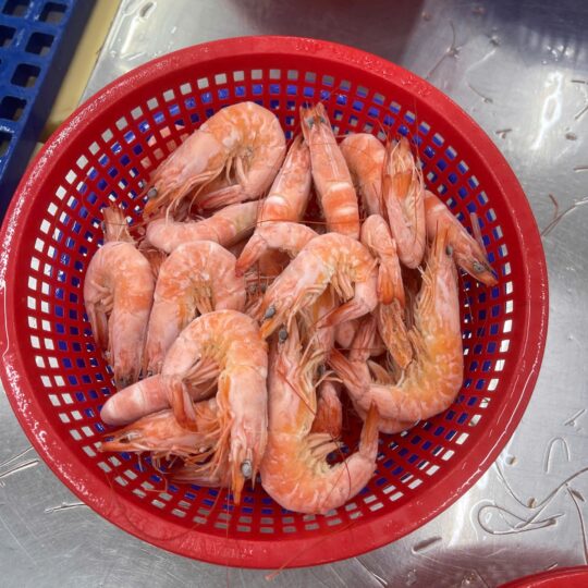 IQF Frozen cooked Hoso Van. Shrimp