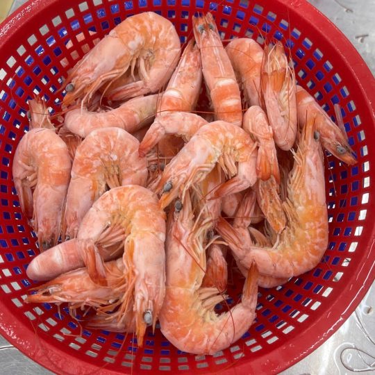 Tôm Thẻ Nguyên Con Luộc Cấp đông Rời 