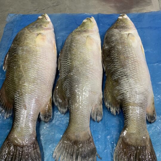 Frozen Whole clean Barramundi