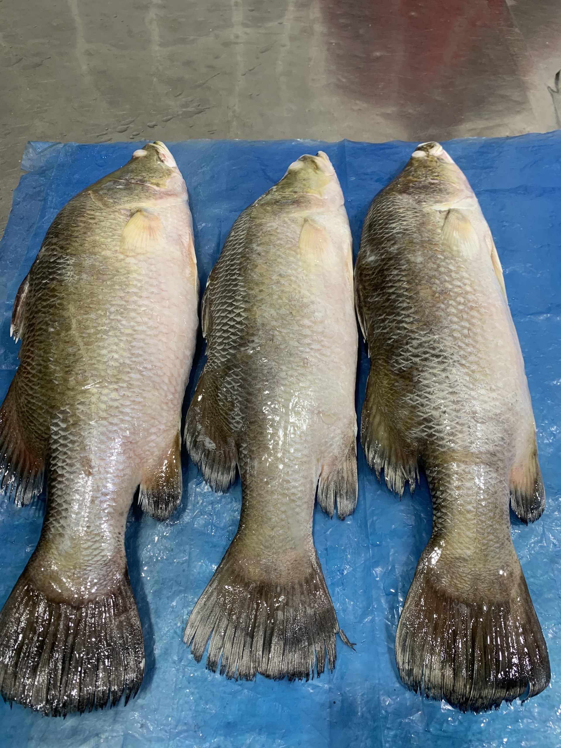 Frozen Whole clean Barramundi