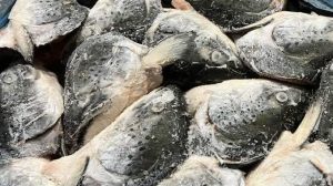 dau-ca-hoi-lam-sach-san-vtf