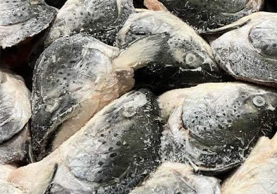 dau-ca-hoi-lam-sach-san-vtf