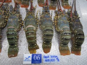 quan sát tôm trước khi nấu