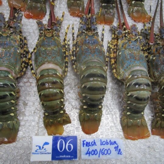 quan sát tôm trước khi nấu