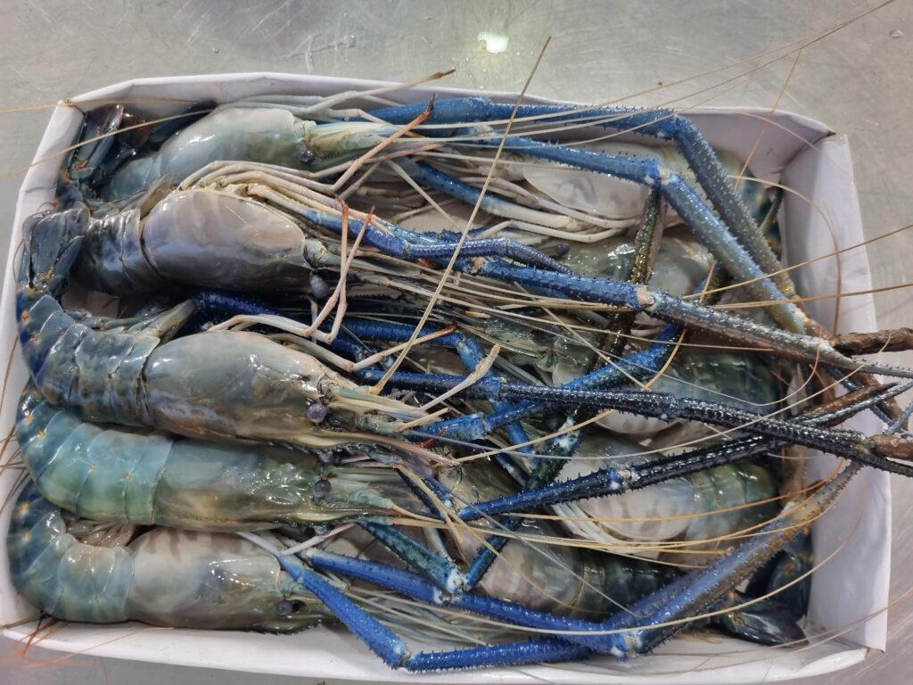 Cách chọn tôm tươi