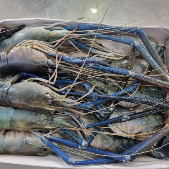 Cách chọn tôm tươi