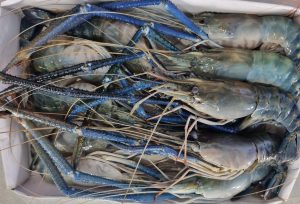 tom-cang-xanh-lam-sach-san-ready-to-cook-vtf