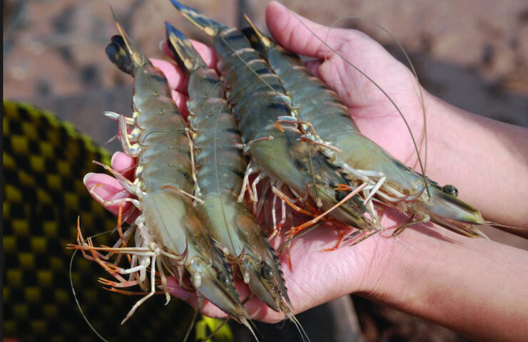 Tôm sạch Việt Nam – Chọn lựa hương vị tự nhiên chuẩn VSATTP QC 2026