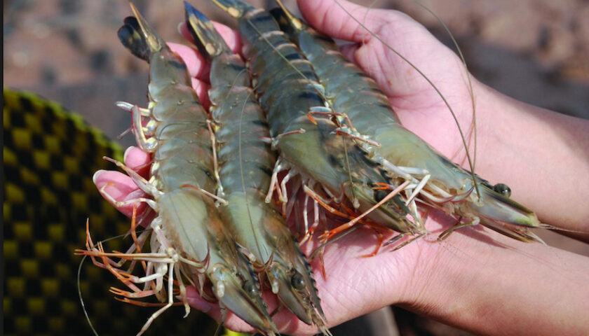 Tôm sạch Việt Nam – Chọn lựa hương vị tự nhiên chuẩn VSATTP QC 2026