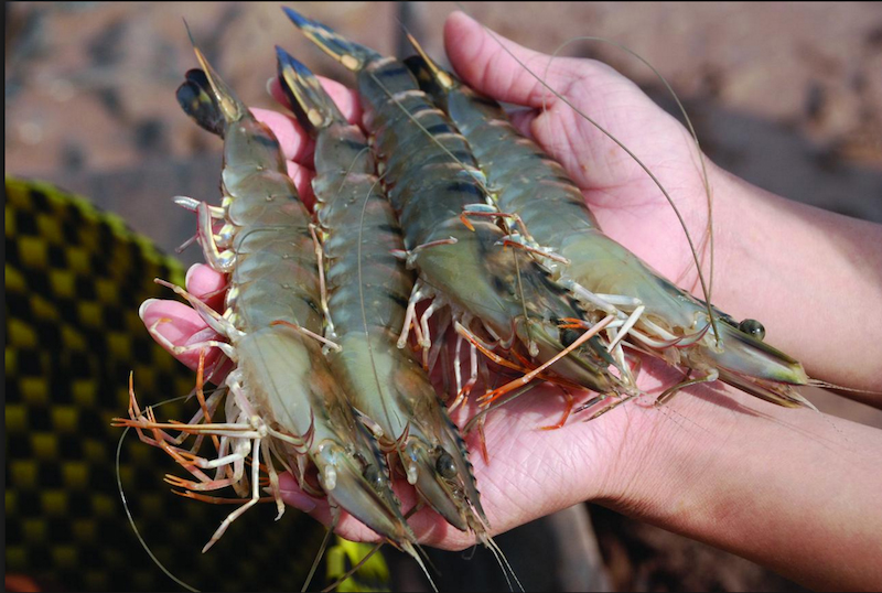 Tôm sạch Việt Nam – Chọn lựa hương vị tự nhiên chuẩn VSATTP QC 2026