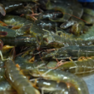 Tôm Thẻ Oxy Là Gì? Bí Mật Đằng Sau Xu Hướng Mới