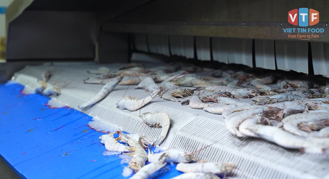 Tôm thẻ cấp đông chất lượng cao trên dây chuyền cấp đông tại Viet Tin Food
